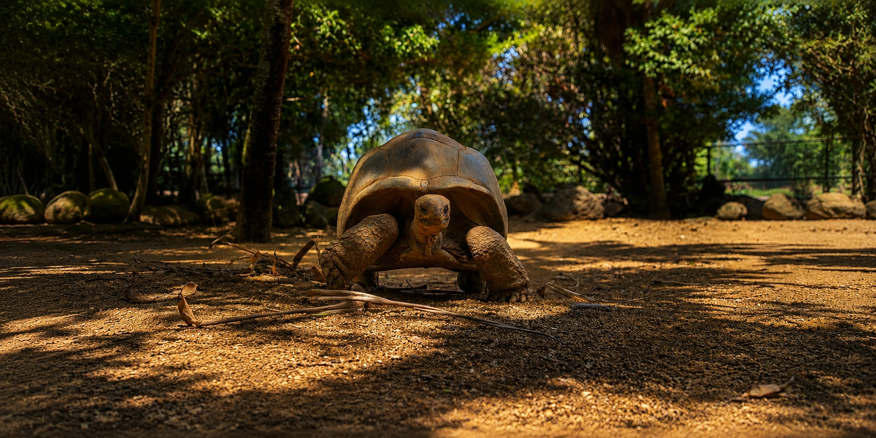 Tortue géante d'Aldabra