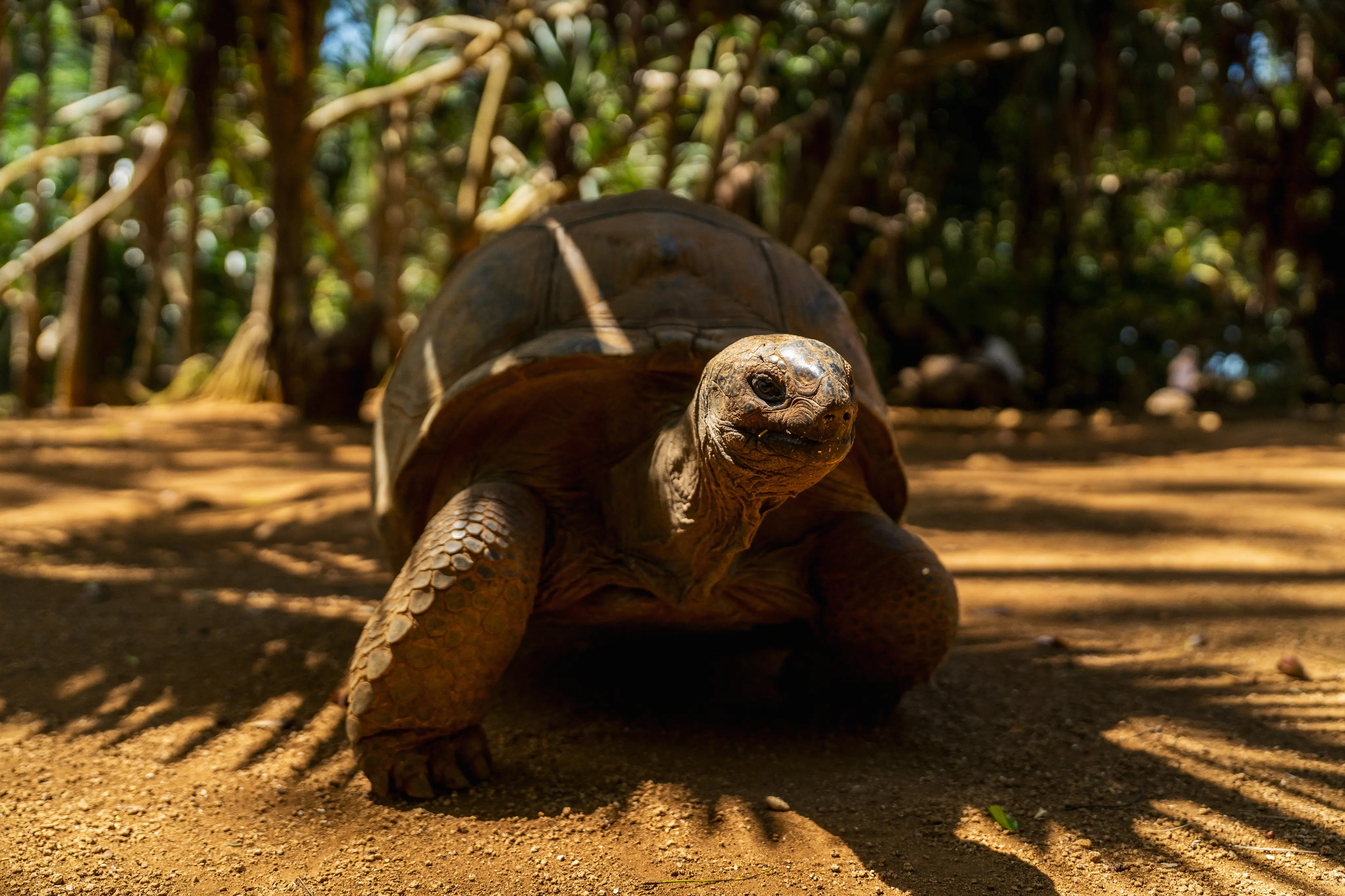 Aldabra Giant Tortoise