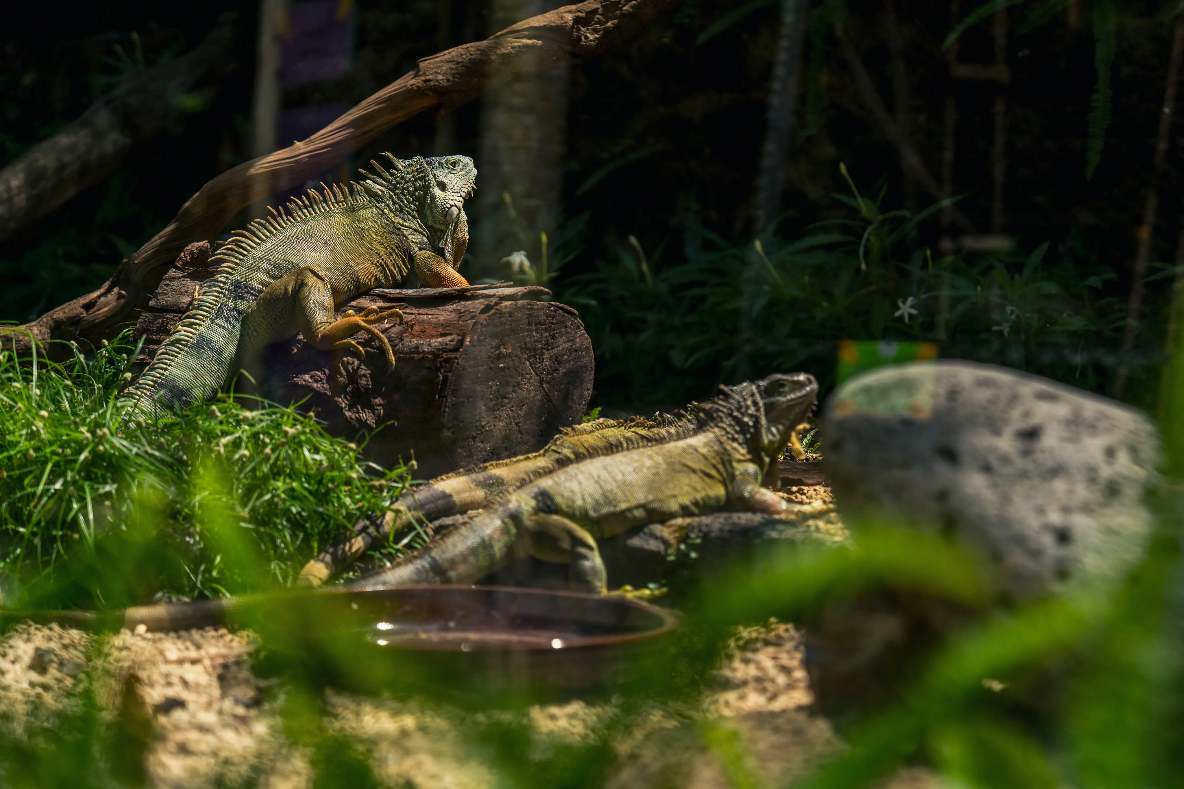Iguana Species