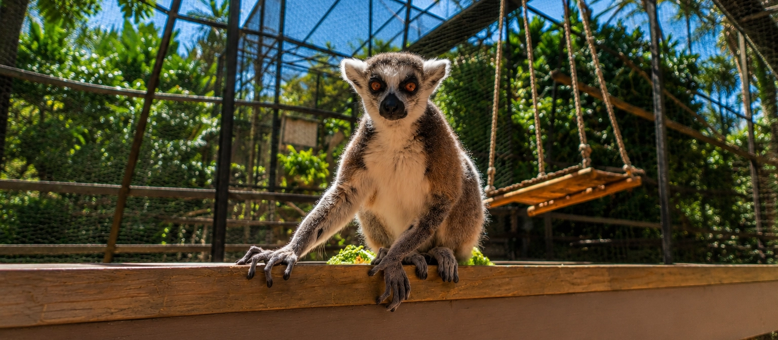 Lémuriens de Madagascar