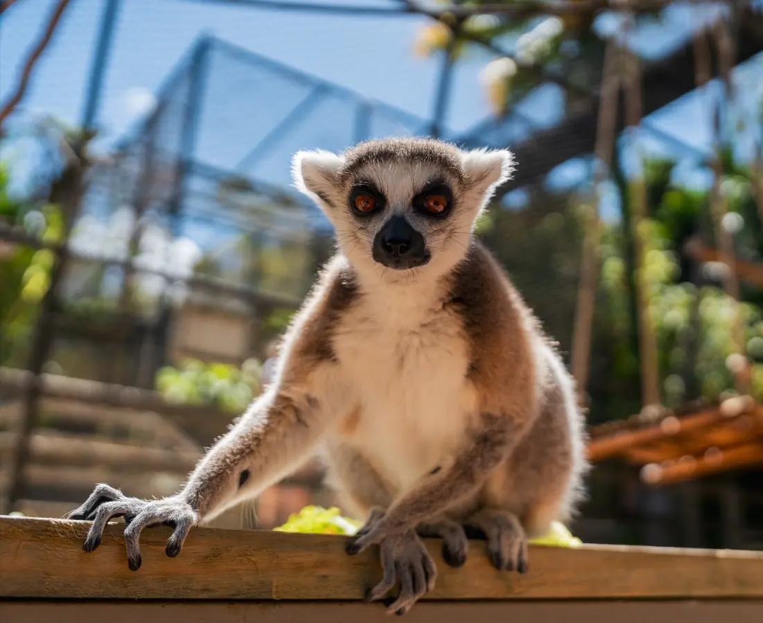 Lémuriens de Madagascar