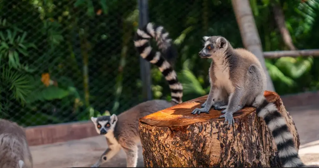 Lémuriens de Madagascar