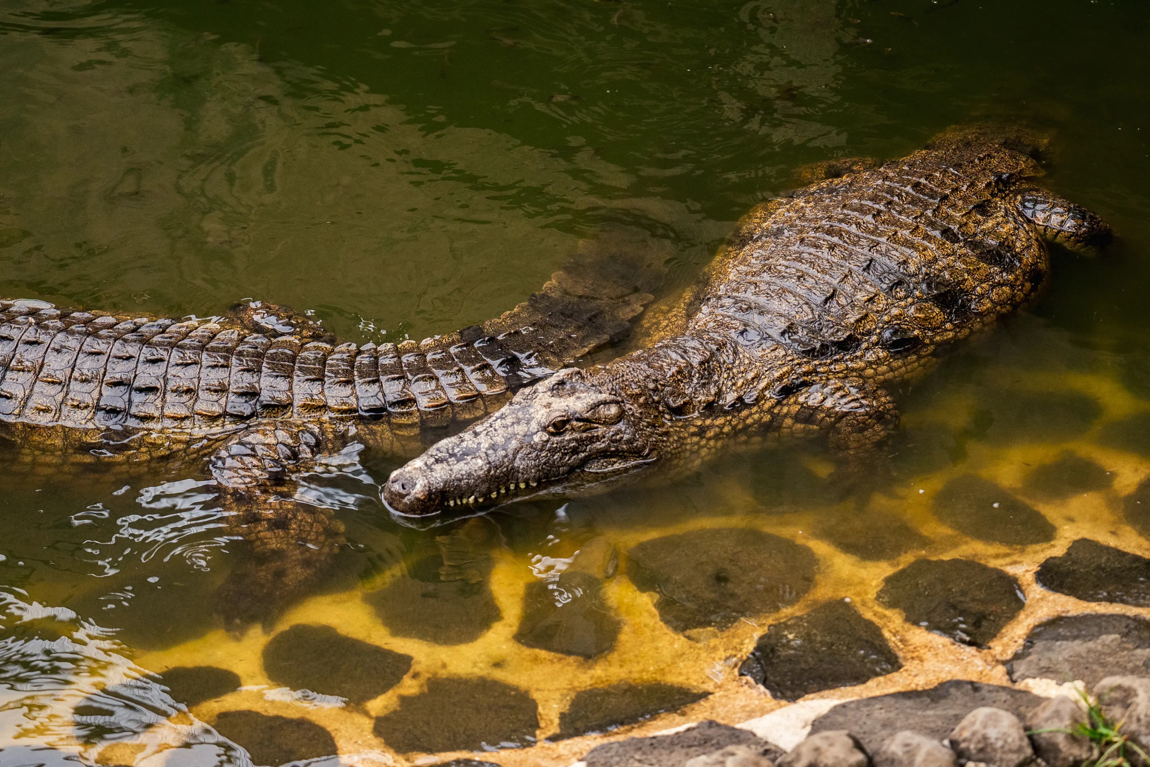 Boss of the Water section image