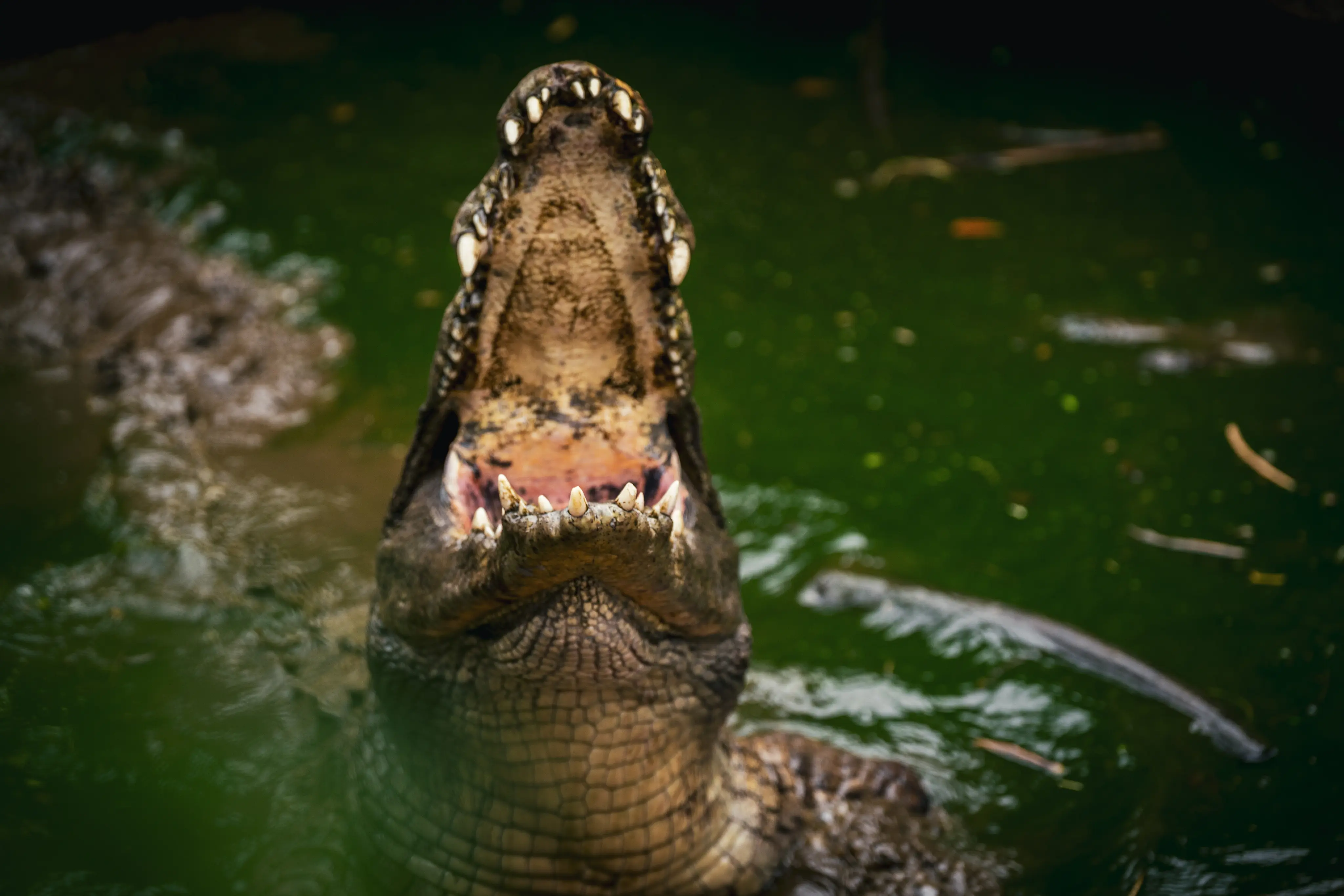 Nile Crocodile