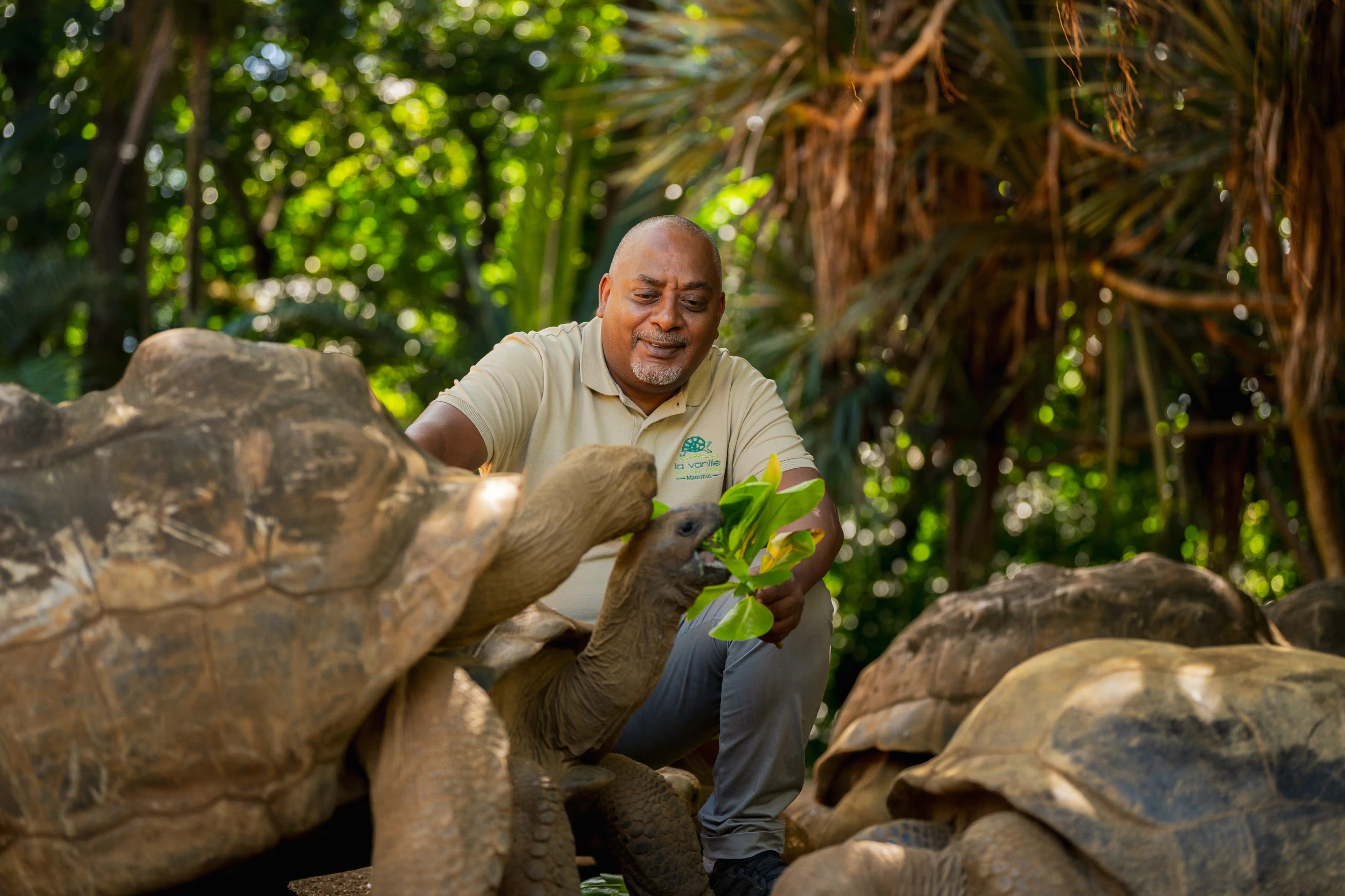 Tortoise Feeding image