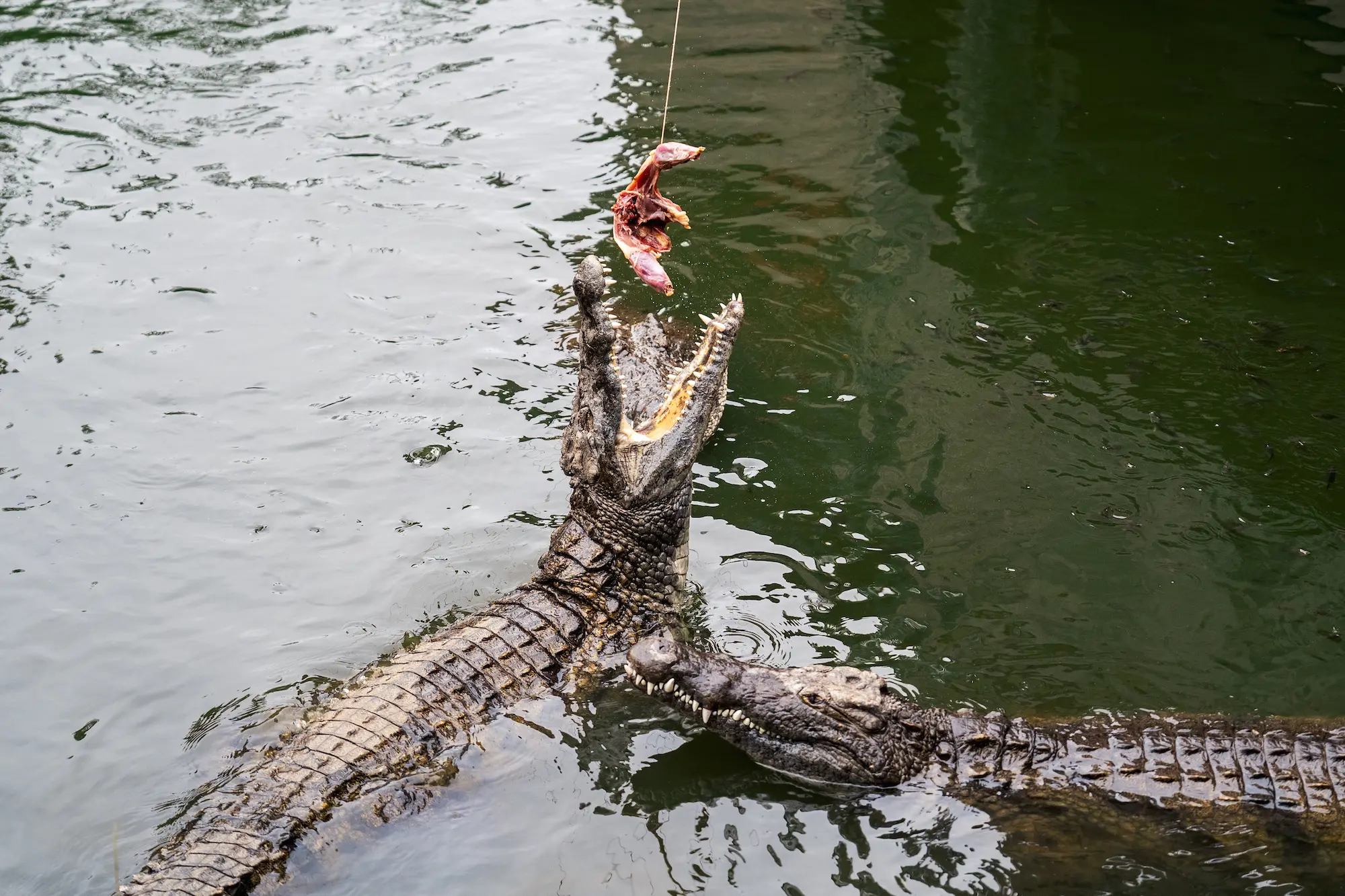 Crocodiles Feeding