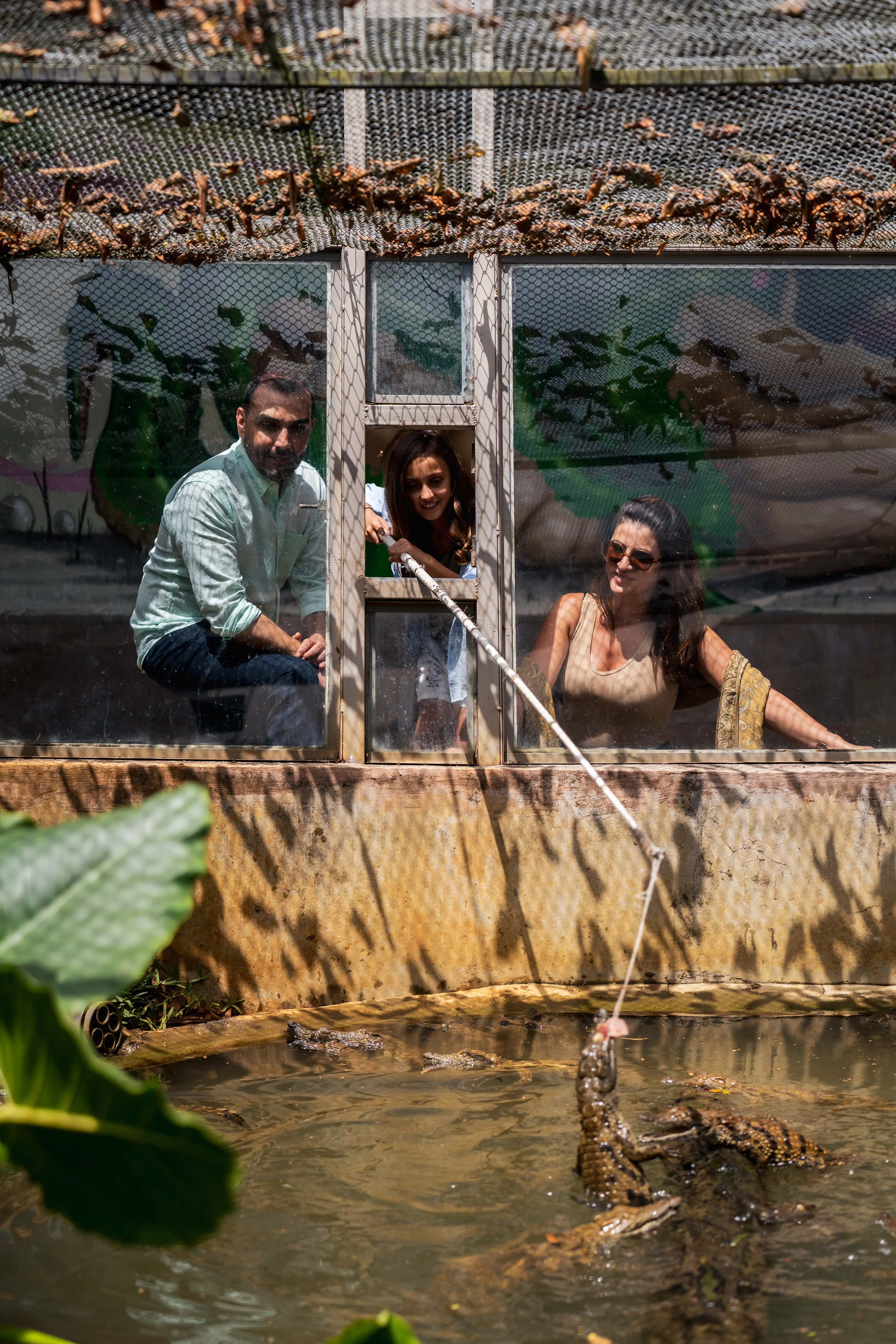 Feed the Baby Crocodiles image