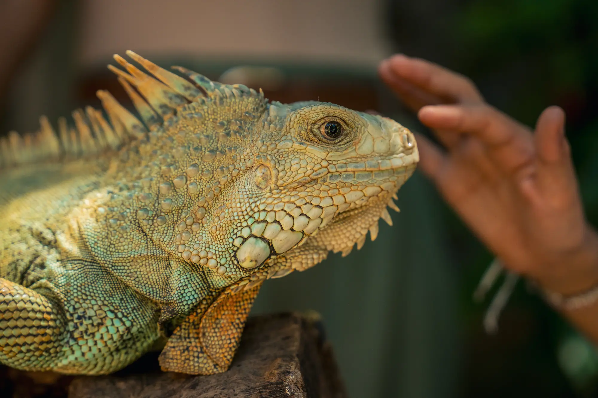 Meet Iguana Octar