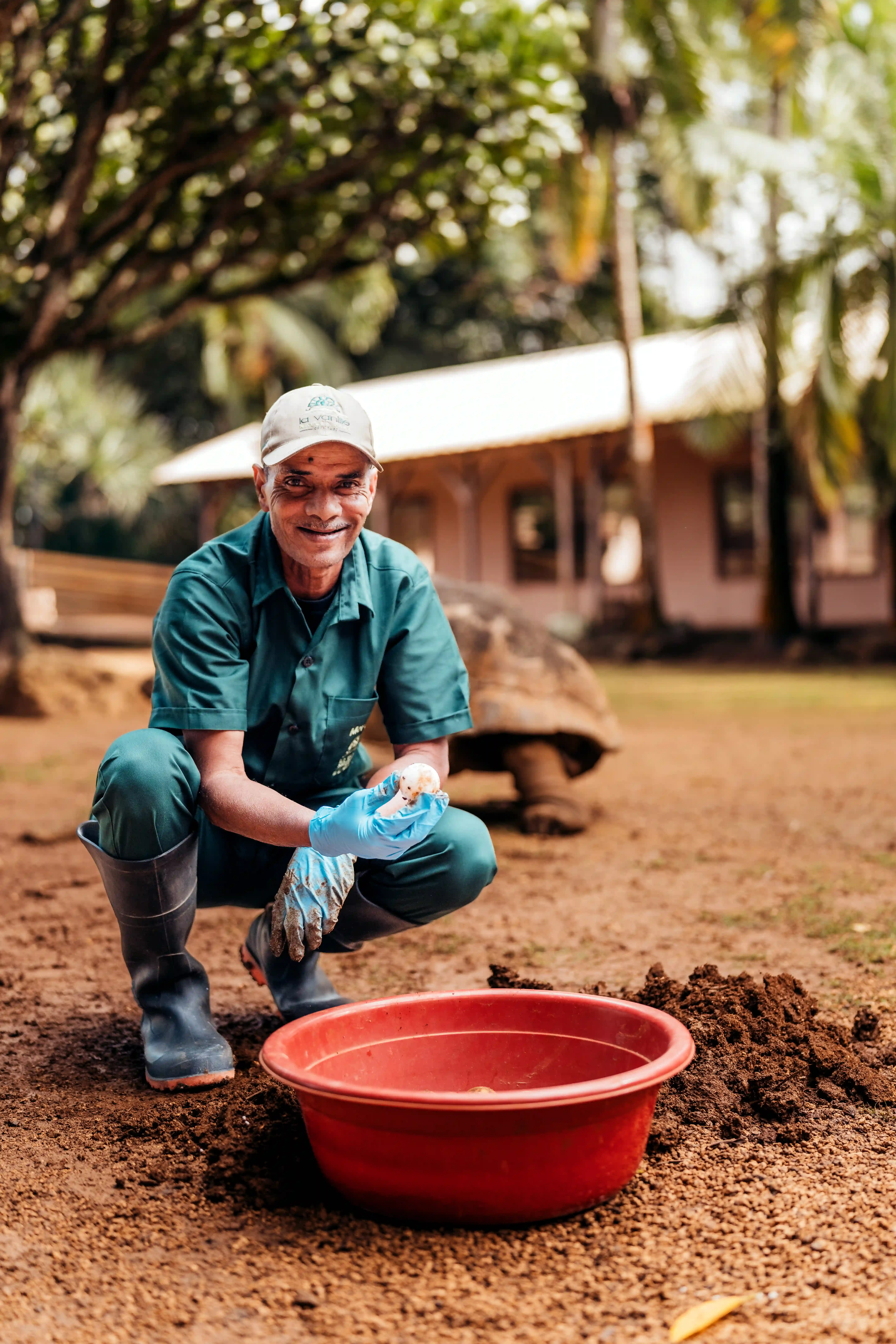 The Turtle Nursery image