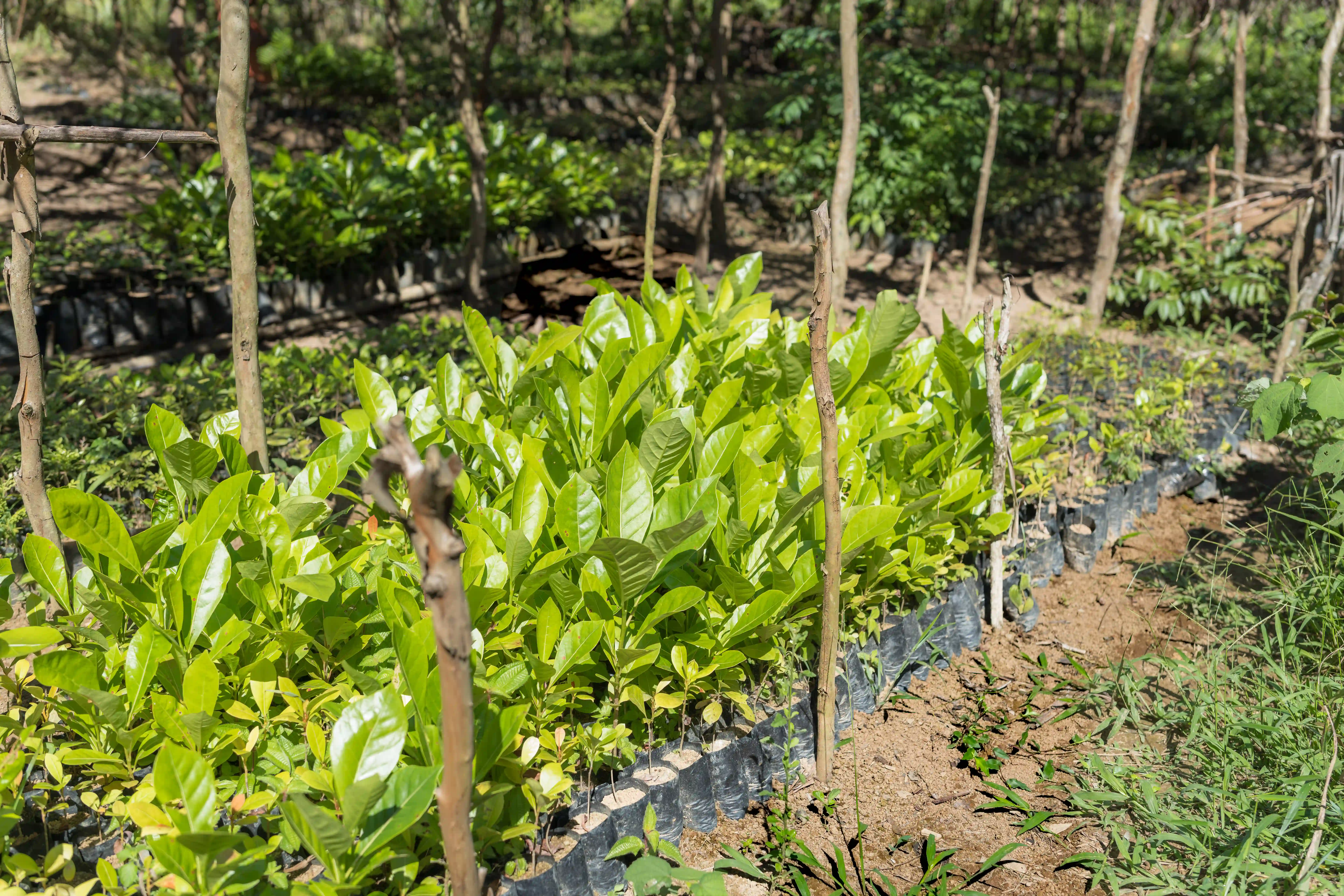 Long-Term Ecological Commitment