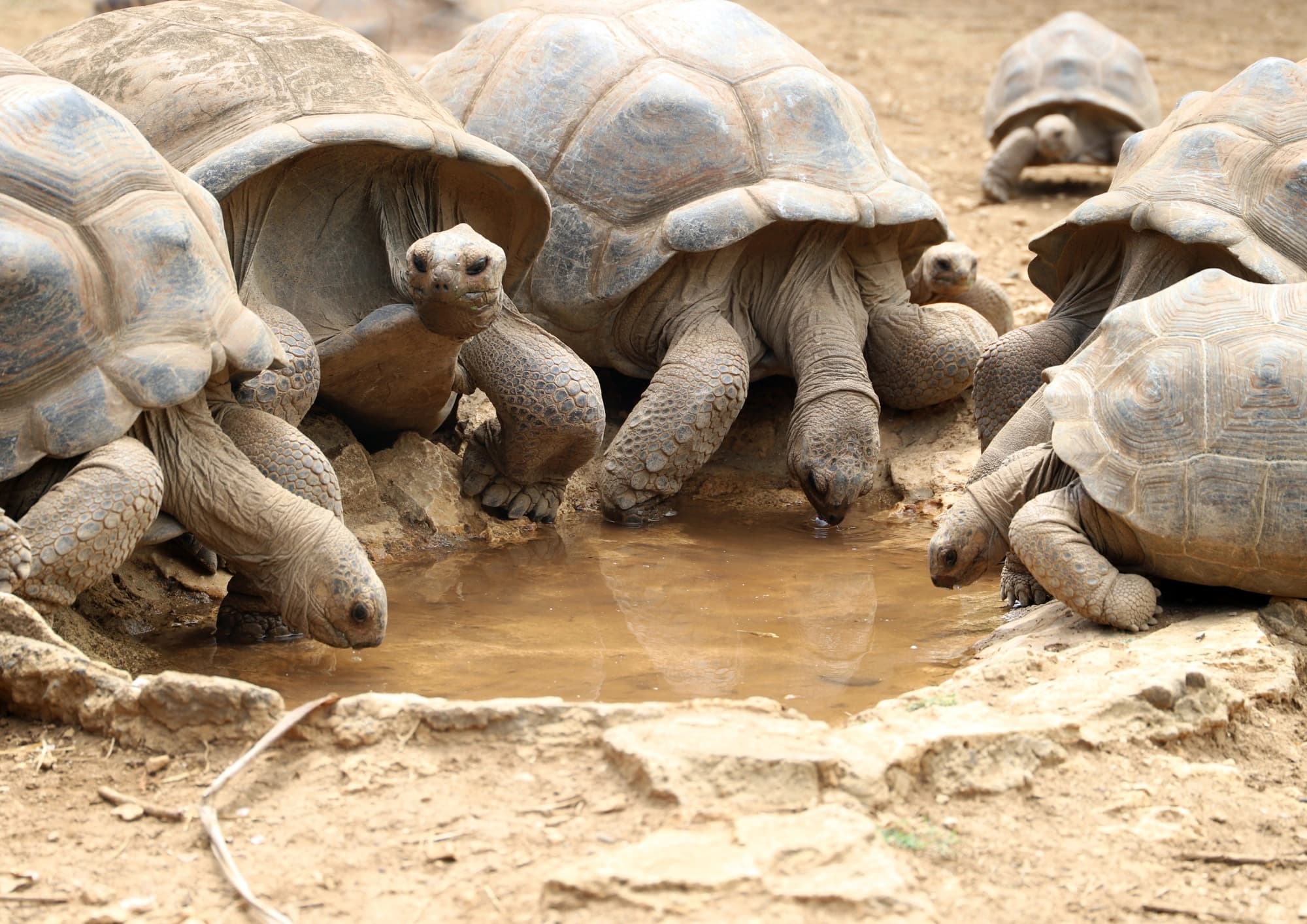 Tortoise 1