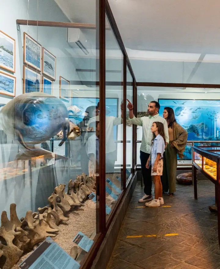 Spiral Wonders - Marine Fossils & Ammonites