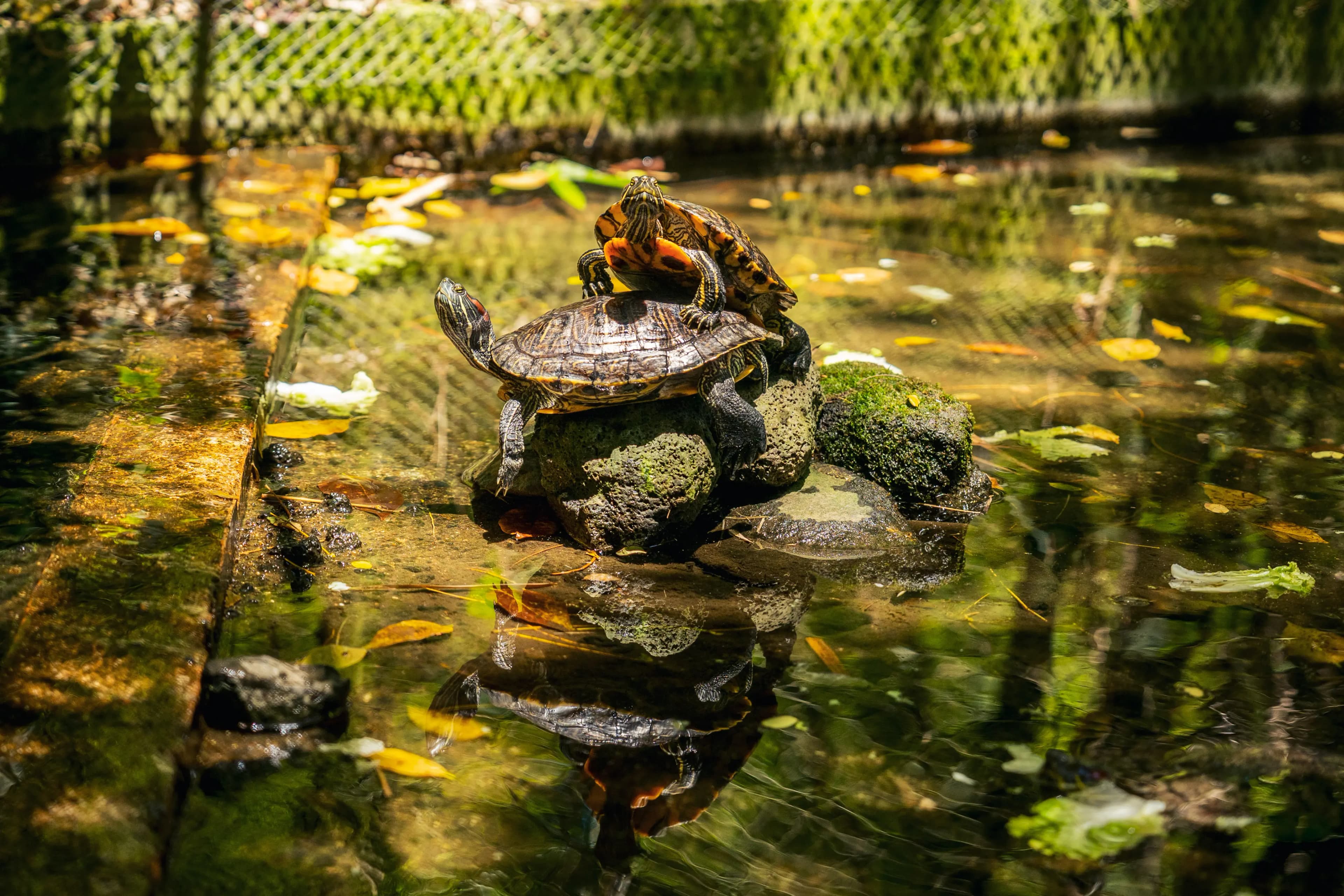 New Aldabra Hatchlings Mark the Start of a New Season