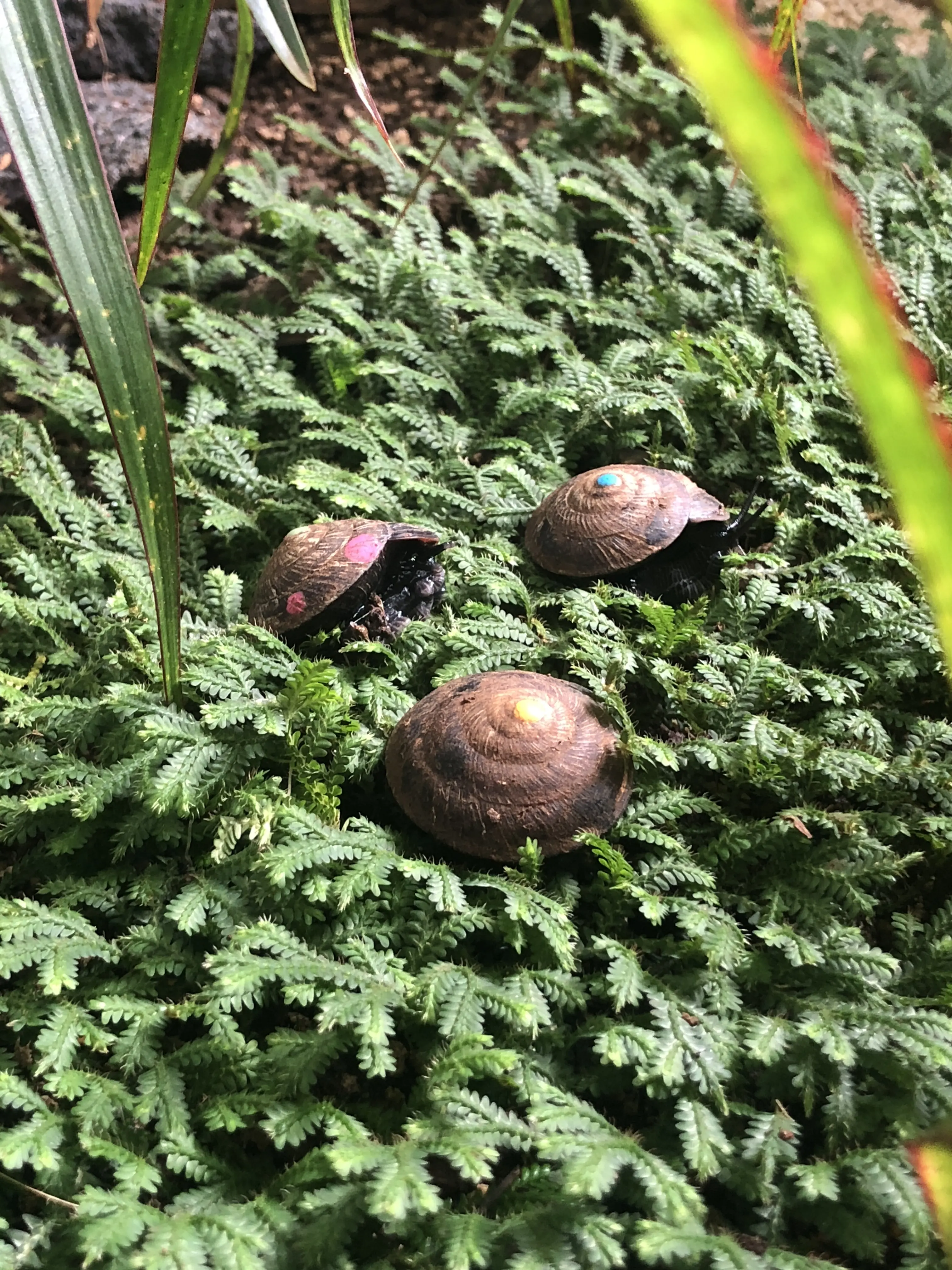 Tortoise